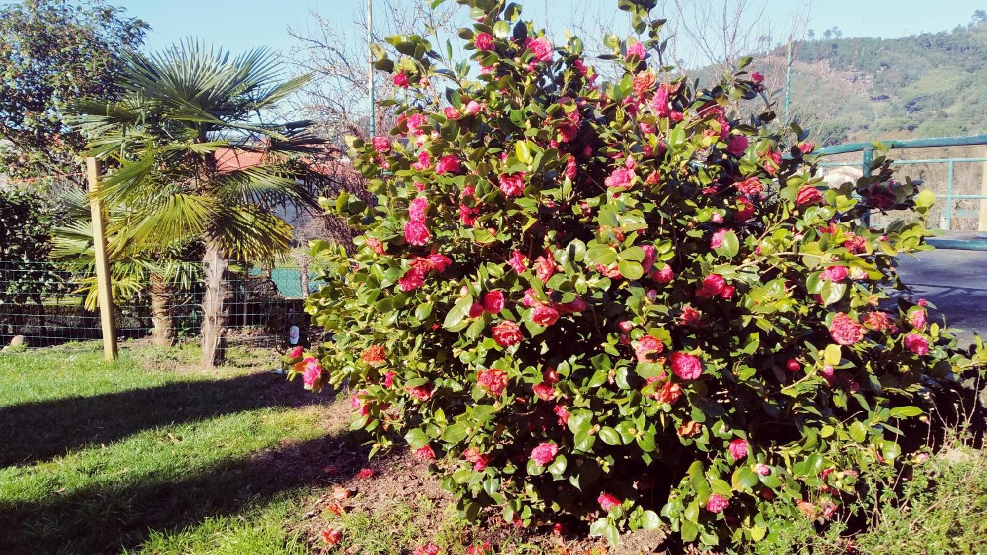 Casa Iriana - Parking Gratis I Jardin I Barbacoa Villa Ourense Exterior photo